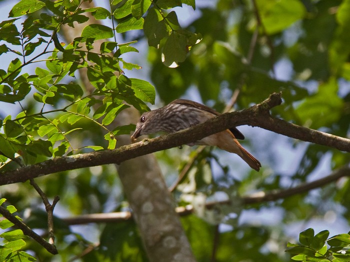 Shrike-flycatcherCanon 7DFocal length 420mm1/250 sec exposureF7.1ISO 320