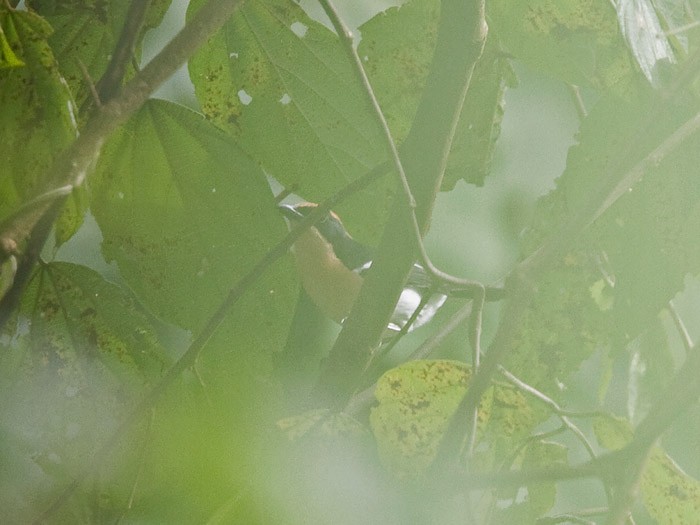 Luehder's Bush-ShrikeCanon 7DFocal length 420mm1/250 sec exposureF7.1ISO 400