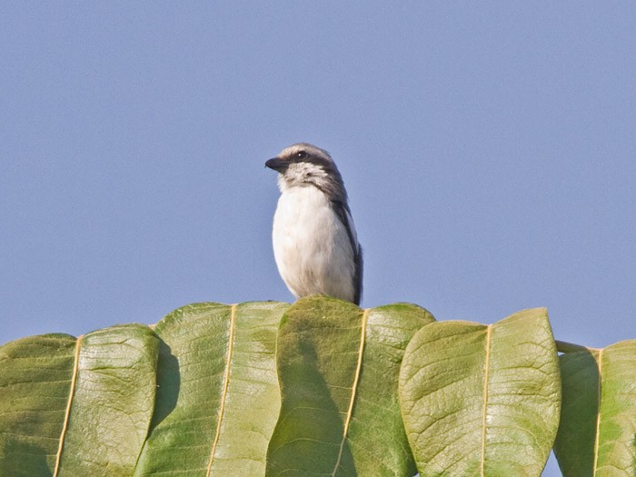 Mackinnon's ShrikeCanon 7DFocal length 420mm1/1000 sec exposureF5.6ISO 400