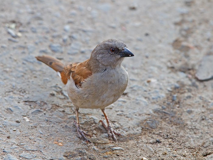 Northern Grey-headed SparrowCanon 7DFocal length 420mm1/60 sec exposureF6.3ISO 400