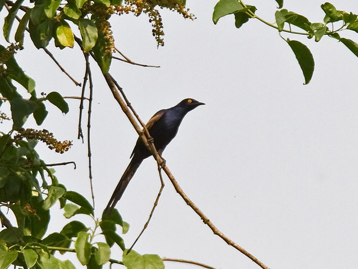 Narrow-tailed StarlingCanon 7DFocal length 420mm1/1250 sec exposureF6.3ISO 400