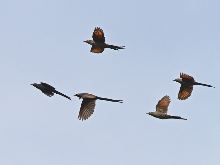 Narrow-tailed StarlingCanon 7DFocal length 420mm1/2000 sec exposureF6.3ISO 400