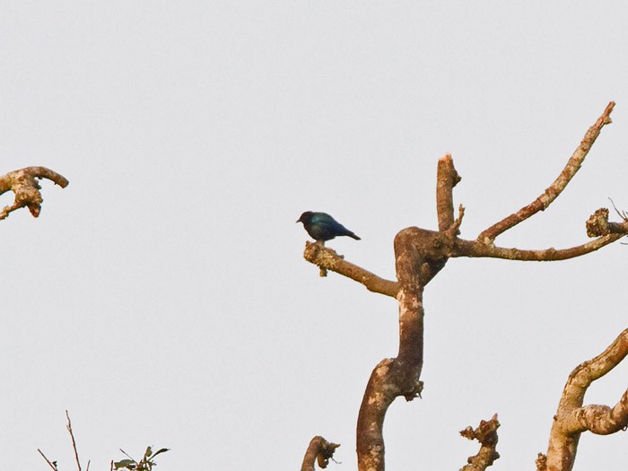Purple-headed StarlingCanon 7DFocal length 420mm1/320 sec exposureF8ISO 400