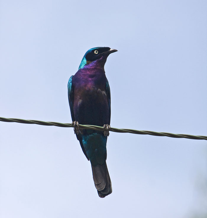 Splendid Glossy StarlingCanon 40DFocal length 400mm1/800 sec exposureF7.1ISO 400