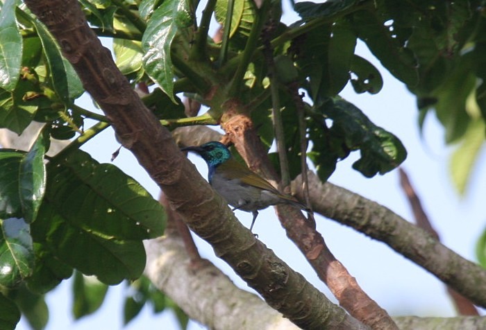 Green-headed SunbirdCanon 40DFocal length 400mm1/400 sec exposureF7.1ISO 400