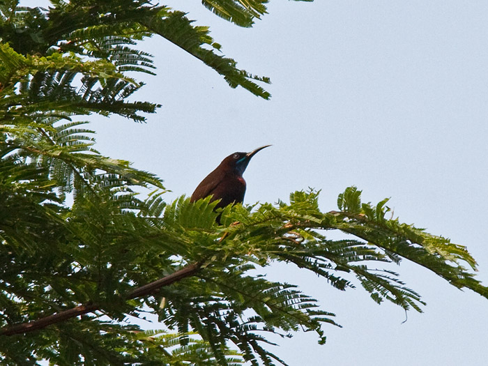 Green-throated SunbirdCanon 7DFocal length 420mm1/320 sec exposureF7.1ISO 320