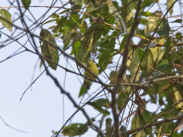 Little Green SunbirdCanon 7DFocal length 420mm1/320 sec exposureF7.1ISO 320