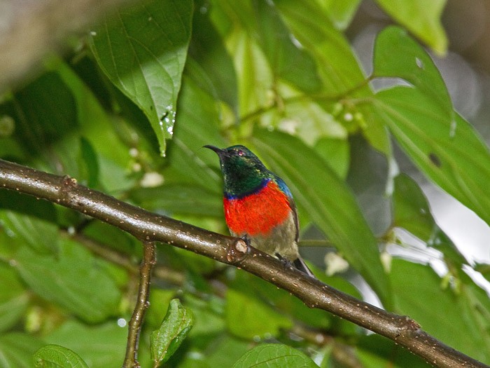 Northern Double-collared SunbirdCanon 7DFocal length 420mm1/200 sec exposureF7.1ISO 500