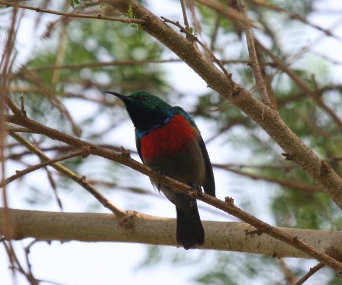 Olive-bellied SunbirdCanon 40DFocal length 400mm1/320 sec exposureF7.1ISO 400