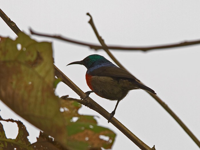 Olive-bellied SunbirdCanon 7DFocal length 420mm1/160 sec exposureF7.1ISO 400