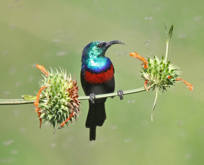 Red-chested SunbirdCanon 40DFocal length 400mm1/640 sec exposureF5.6ISO 400