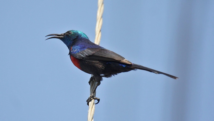 Red-chested SunbirdCanon 40DFocal length 400mm1/800 sec exposureF5.6ISO 400