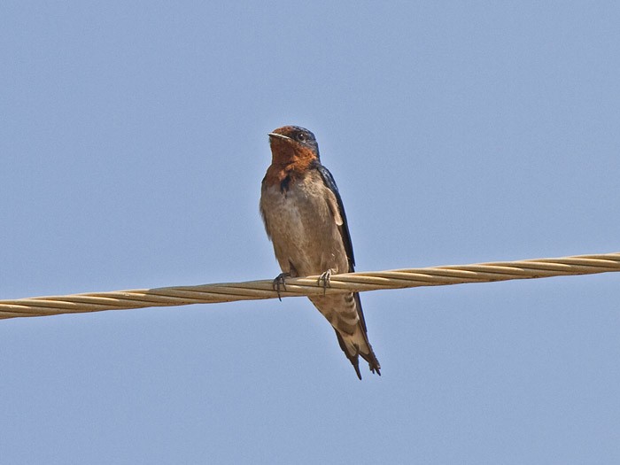Angola SwallowCanon 7DFocal length 420mm1/1000 sec exposureF5.6ISO 320