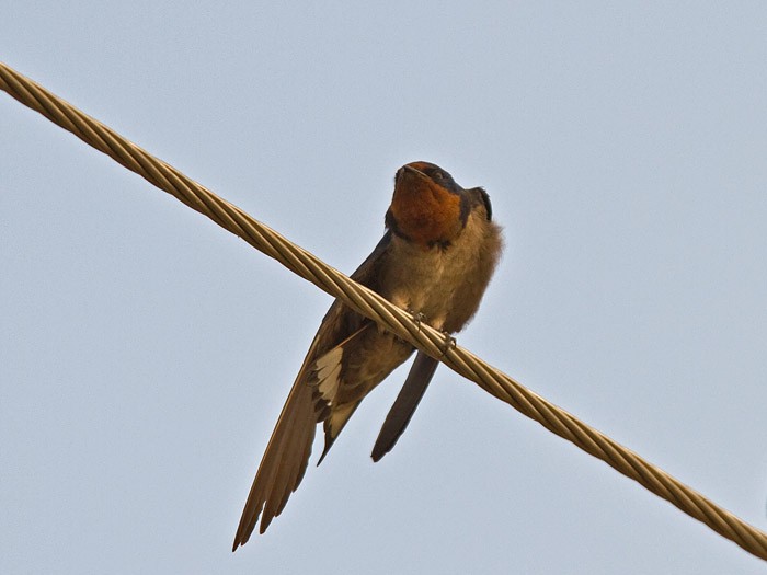 Angola SwallowCanon 7DFocal length 420mm1/640 sec exposureF4.5ISO 400