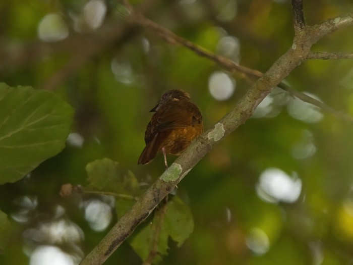 Fraser's Rufous ThrushCanon 7DFocal length 420mm1/160 sec exposureF5.6ISO 250