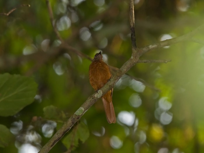 Fraser's Rufous ThrushCanon 7DFocal length 420mm1/125 sec exposureF5.6ISO 250