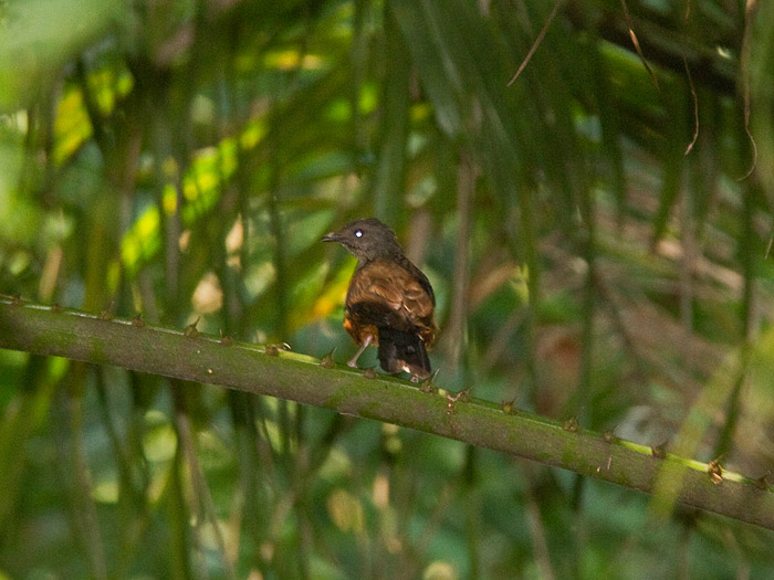 Red-tailed Rufous ThrushCanon 7DFocal length 420mm1/60 sec exposureF6.3ISO 400