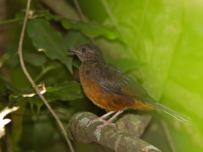 White-tailed Rufous ThrushCanon 7DFocal length 420mm1/100 sec exposureF6.3ISO 400