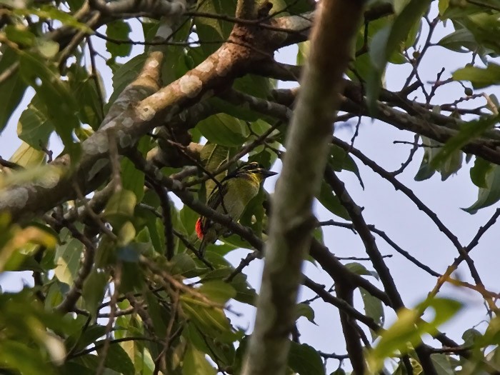 Red-rumped TinkerbirdCanon 7DFocal length 420mm1/640 sec exposureF5.6ISO 400