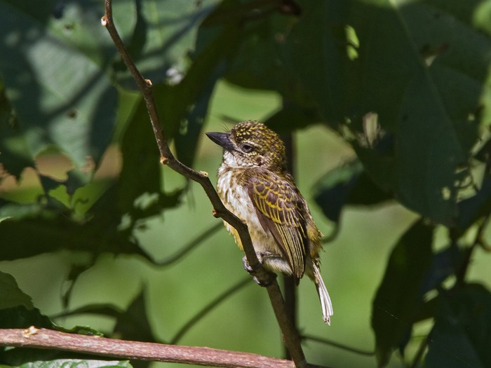 Speckled TinkerbirdCanon 7DFocal length 420mm1/125 sec exposureF7.1ISO 400