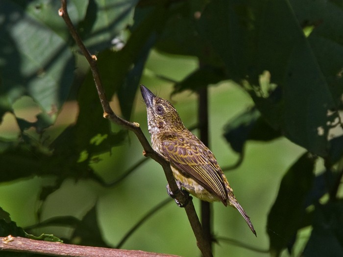 Speckled TinkerbirdCanon 7DFocal length 420mm1/125 sec exposureF7.1ISO 400