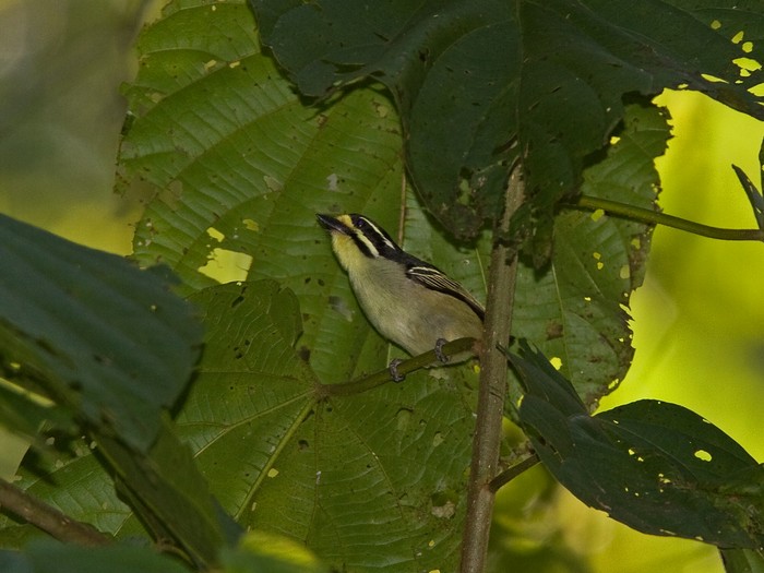 Yellow-throated TinkerbirdCanon 7DFocal length 420mm1/640 sec exposureF5.6ISO 400