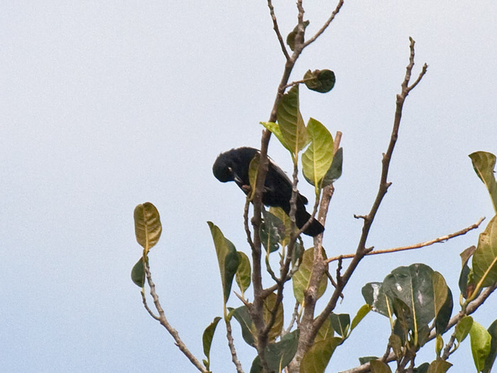 White-shouldered Black TitCanon 40DFocal length 400mm1/2000 sec exposureF7.1ISO 400
