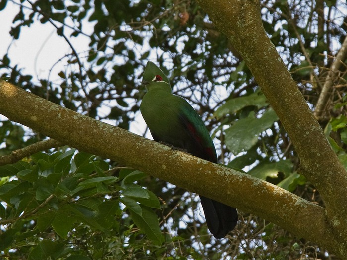Black-billed TuracoCanon 7DFocal length 420mm1/100 sec exposureF7.1ISO 320