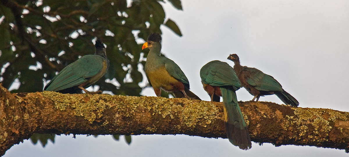 Great Blue TuracoCanon 40DFocal length 400mm1/320 sec exposureF6.3ISO 400