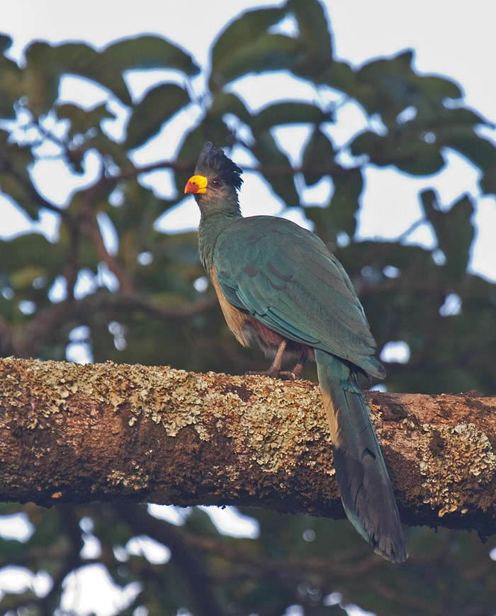 Great Blue TuracoCanon 40DFocal length 400mm1/50 sec exposureF7.1ISO 400