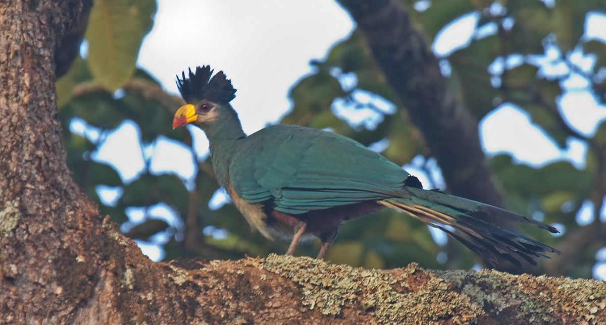 Great Blue TuracoCanon 40DFocal length 400mm1/40 sec exposureF7.1ISO 400