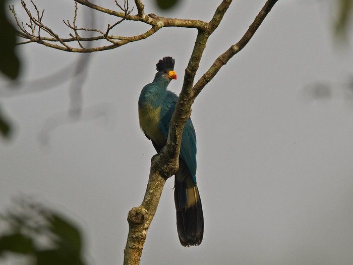 Great Blue TuracoCanon 7DFocal length 420mm1/400 sec exposureF6.3ISO 400