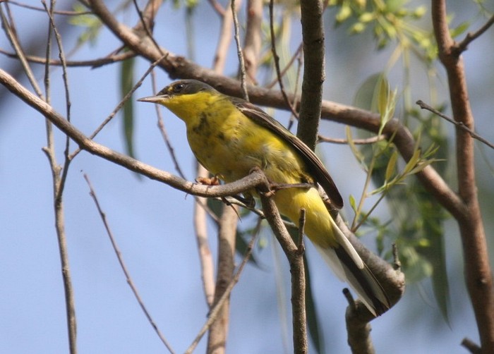 Yellow WagtailCanon 40DFocal length 400mm1/800 sec exposureF5.6ISO 400