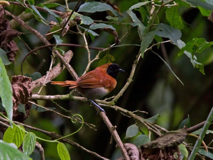 Black-faced Rufous WarblerCanon 7DFocal length 420mm1/160 sec exposureF7.1ISO 320