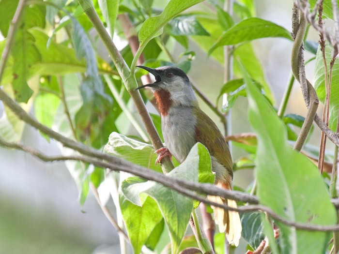 Grey-capped WarblerCanon 40DFocal length 400mm1/80 sec exposureF7.1ISO 400