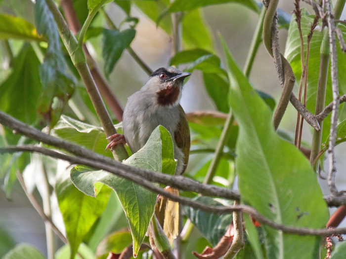 Grey-capped WarblerCanon 40DFocal length 400mm1/160 sec exposureF7.1ISO 400