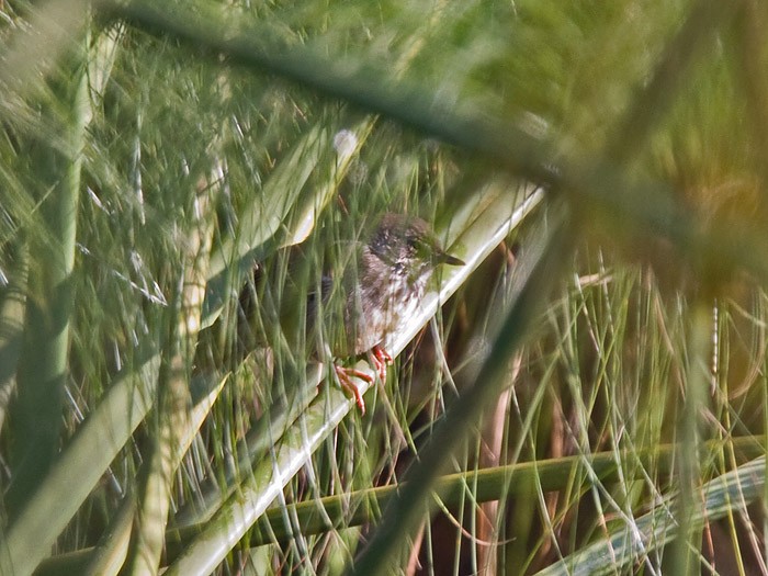White-winged Swamp-WarblerCanon 7DFocal length 420mm1/160 sec exposureF5.6ISO 400