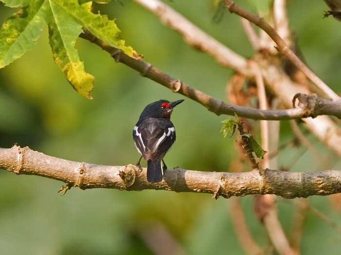 Brown-throated Wattle-eyeCanon 7DFocal length 420mm1/640 sec exposureF5.6ISO 400