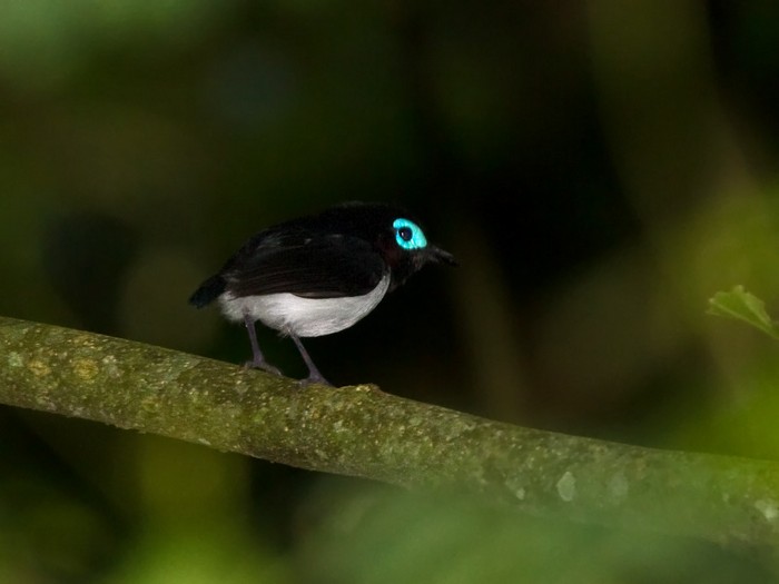 Jameson's Wattle-eyeCanon 7DFocal length 420mm1/640 sec exposureF5.6ISO 400