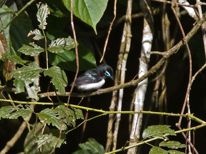 Jameson's Wattle-eyeCanon 7DFocal length 420mm1/640 sec exposureF5.6ISO 400