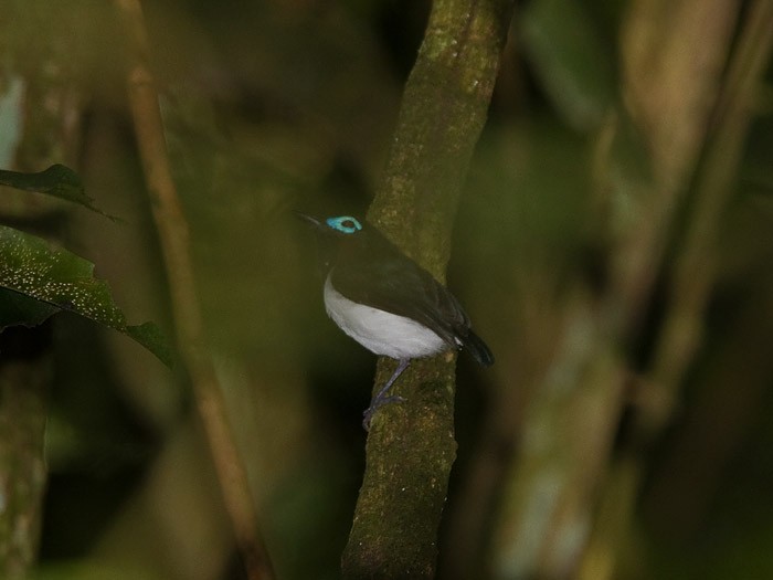 Jameson's Wattle-eyeCanon 7DFocal length 420mm1/640 sec exposureF5.6ISO 400