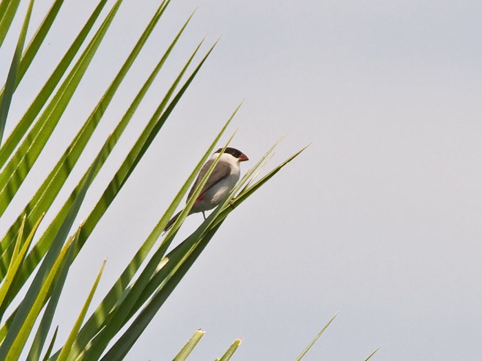 Black-crowned WaxbillCanon 7DFocal length 420mm1/500 sec exposureF7.1ISO 200