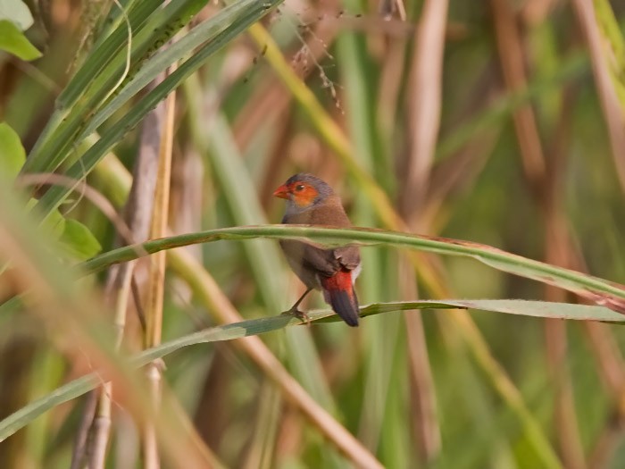 Orange-cheeked WaxbillCanon 7DFocal length 420mm1/250 sec exposureF6.3ISO 250