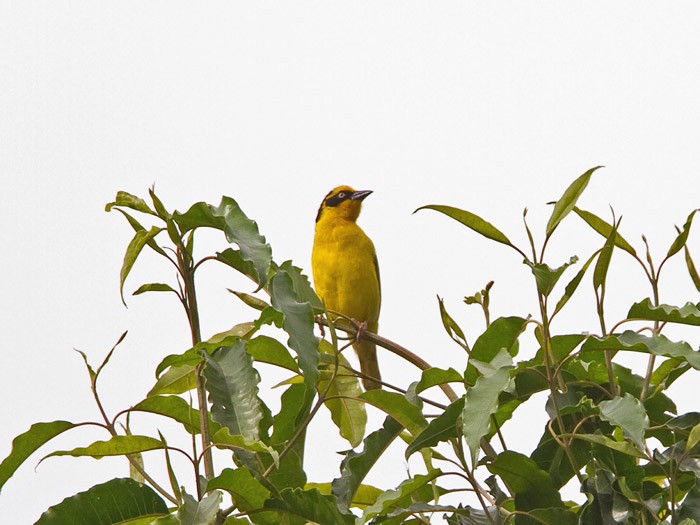 Baglafecht WeaverCanon 7DFocal length 420mm1/640 sec exposureF5.6ISO 320