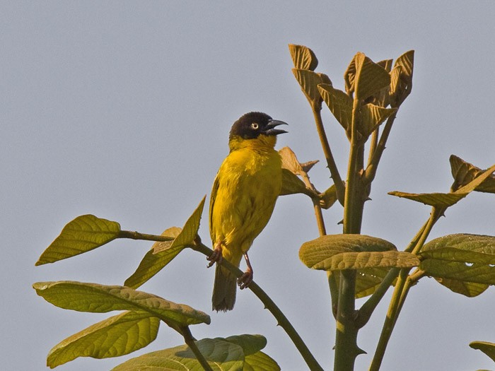 Baglafecht WeaverCanon 7DFocal length 420mm1/2000 sec exposureF5.6ISO 400