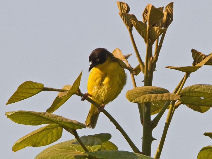Baglafecht WeaverCanon 7DFocal length 420mm1/1250 sec exposureF5.6ISO 400