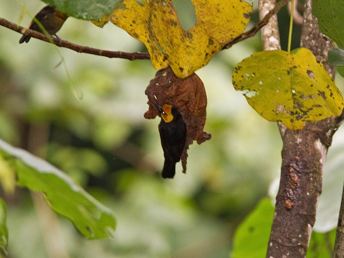 Black-billed WeaverCanon 7DFocal length 420mm1/250 sec exposureF7.1ISO 320
