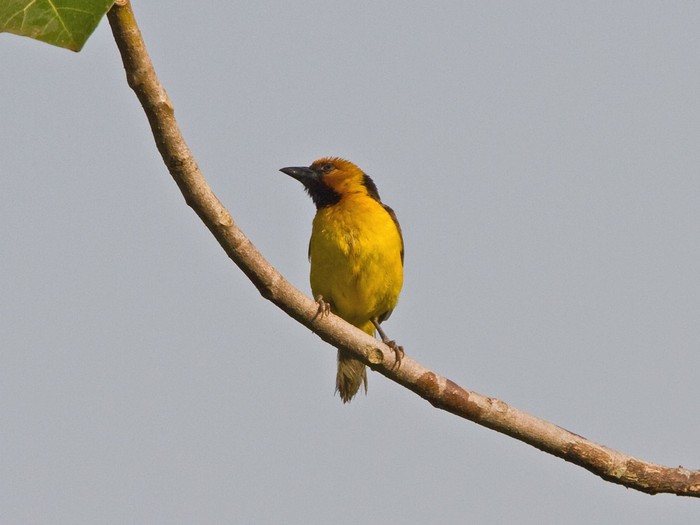 Black-necked WeaverCanon 7DFocal length 420mm1/1600 sec exposureF5.6ISO 400