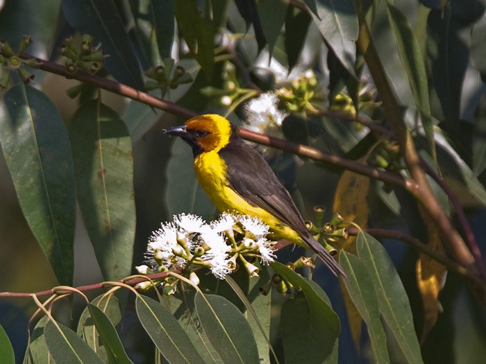 Black-necked WeaverCanon 7DFocal length 420mm1/250 sec exposureF5.6ISO 400