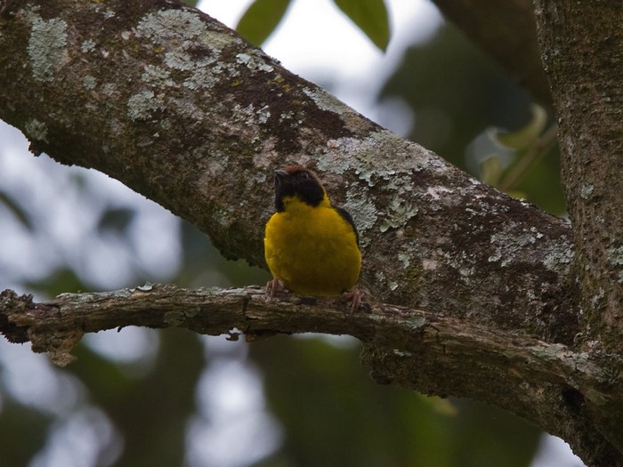 Black-necked WeaverCanon 7DFocal length 420mm1/125 sec exposureF9ISO 400